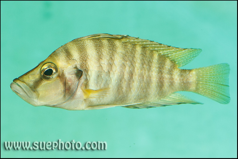 Altolamprologus compressiceps 'Maswa'